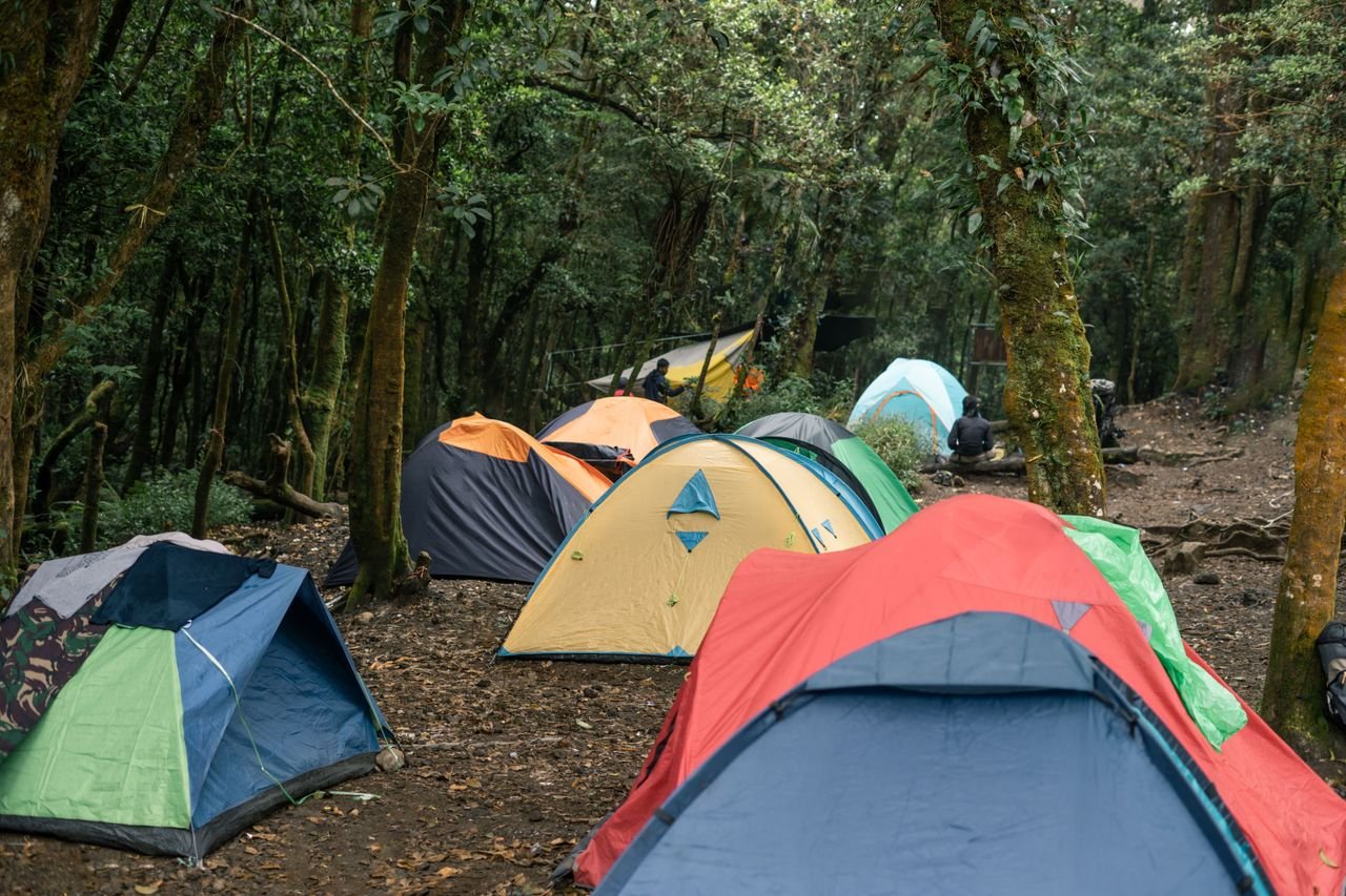 A serene forest campsite with colorful tents set up among tall trees, ideal for outdoor adventurers.